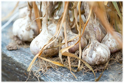 Garlic Seed Bulbs