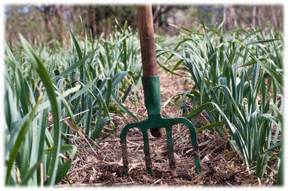 Garlic Garden Plants
