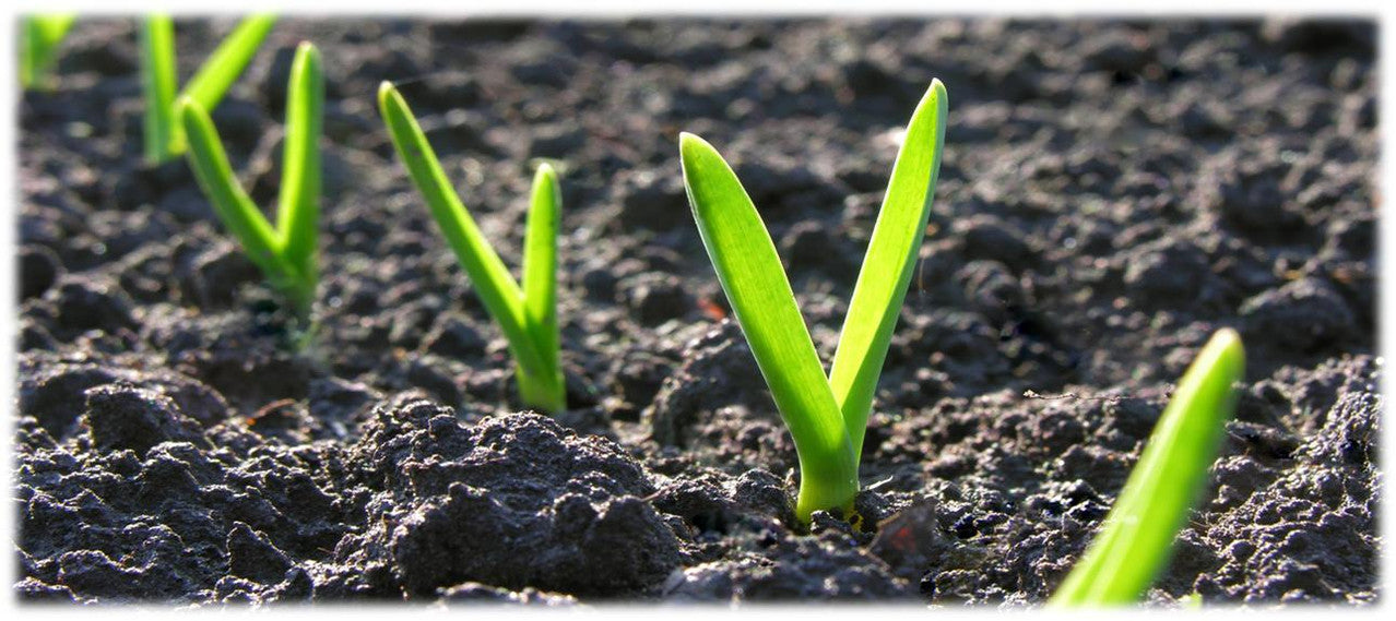 How to grow garlic