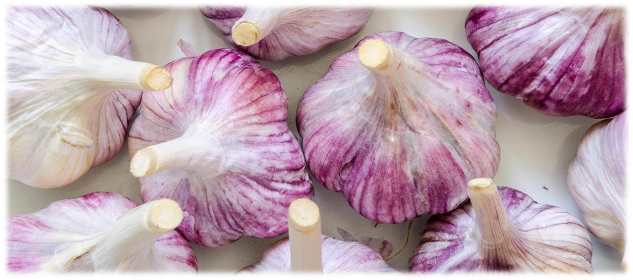 Garlic Seed Bulbs