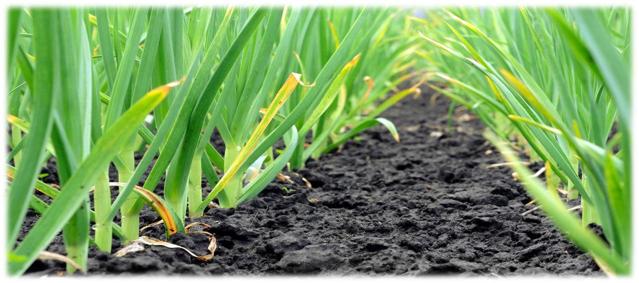 How to grow big garlic