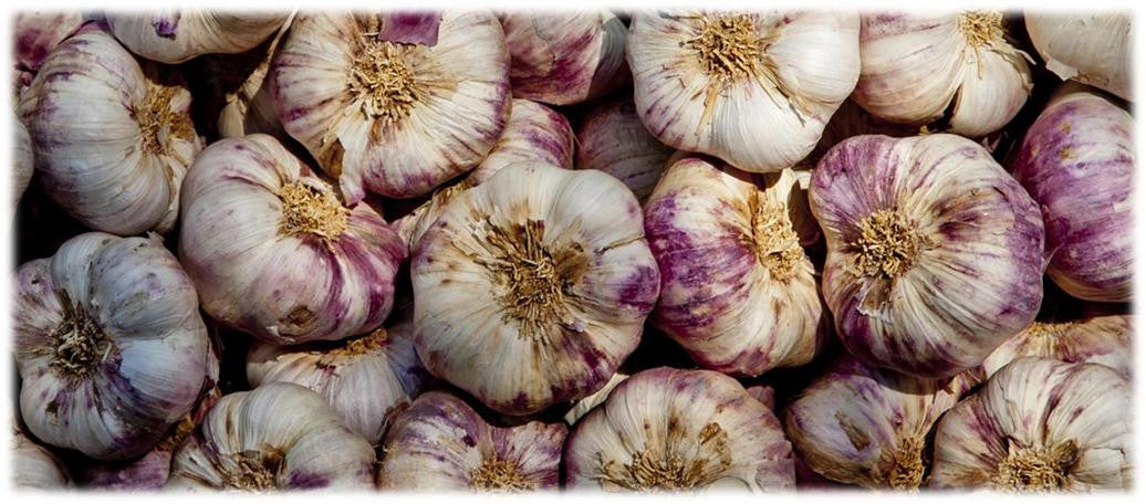 Garlic Seed Bulbs