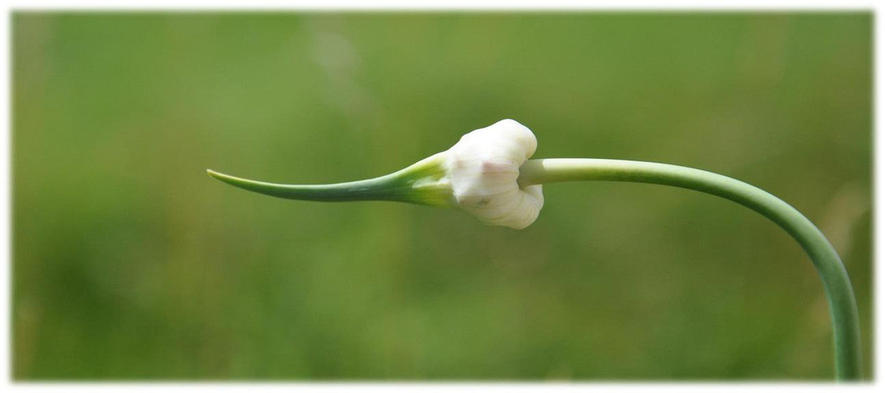 growing garlic