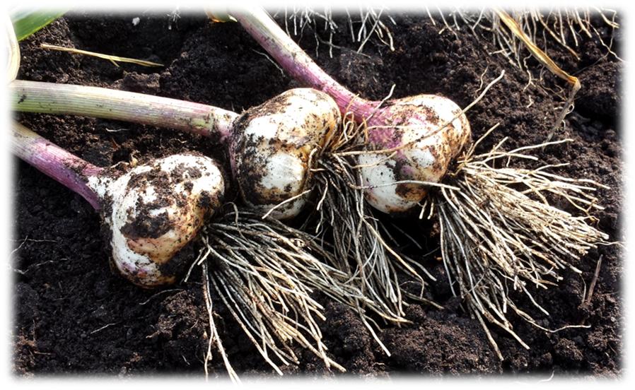 The Best Time To Harvest Your Garlic