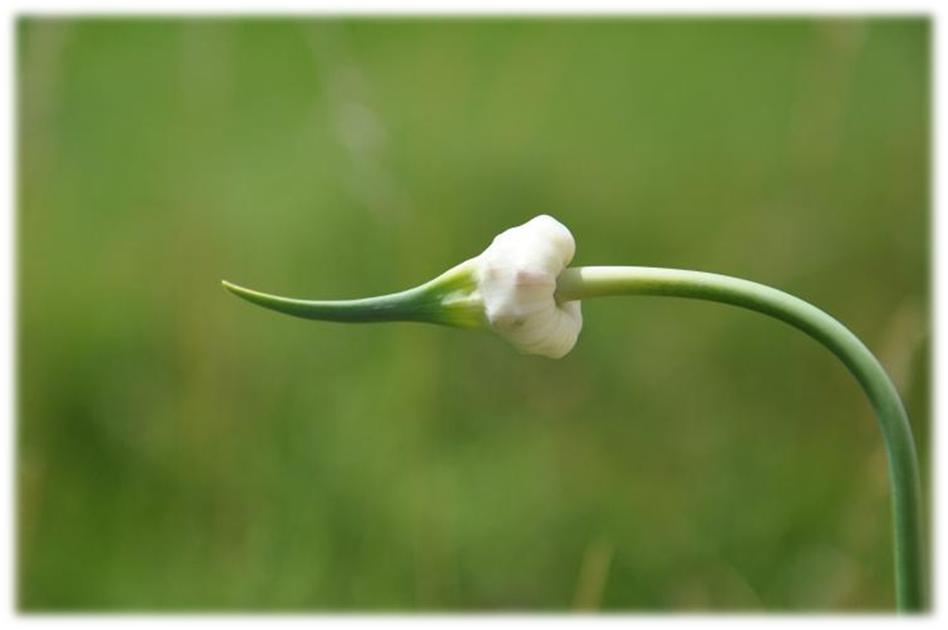 Hardneck Garlic Scape