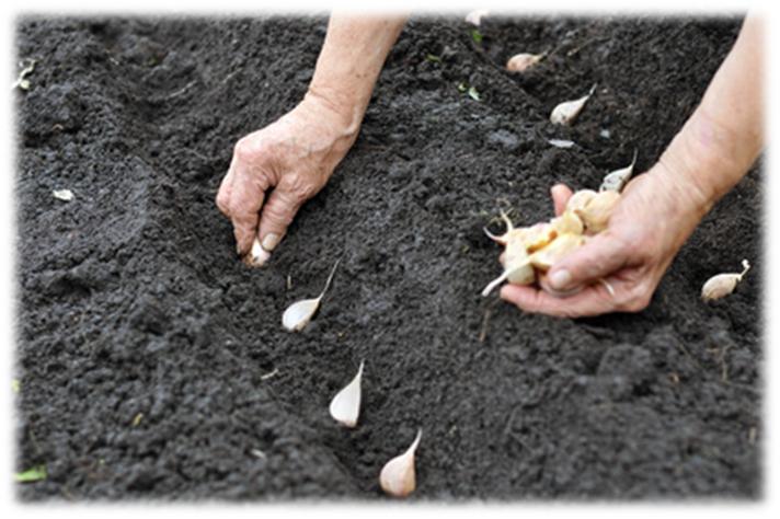Planting Garlic In The Fall: 3 Important Steps
