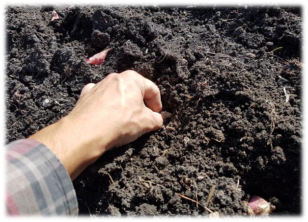 Spring Planting Garlic