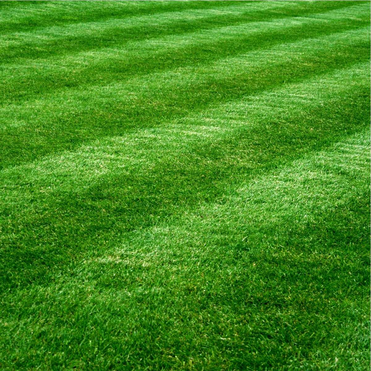 Lawn Seed