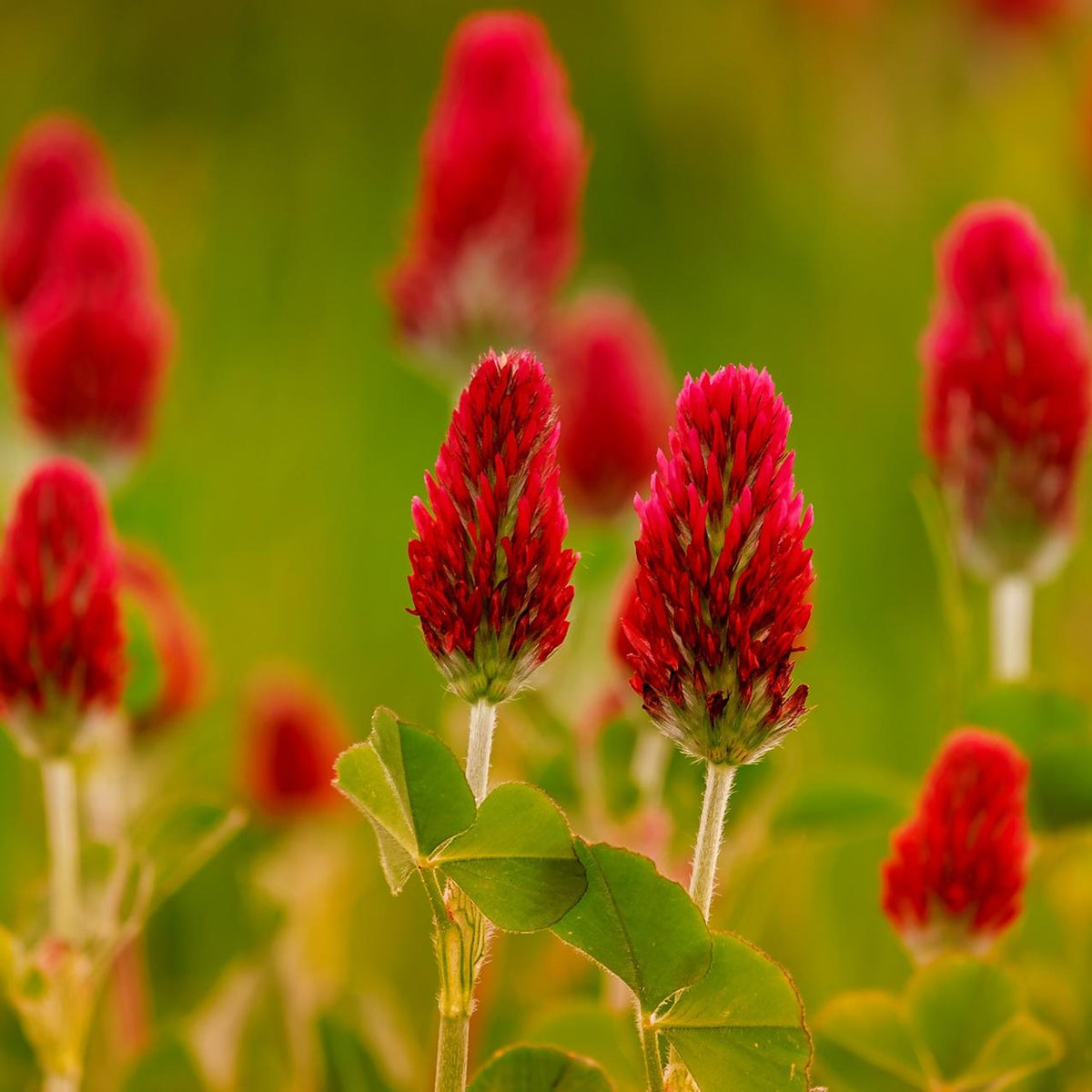 All Cover Crops