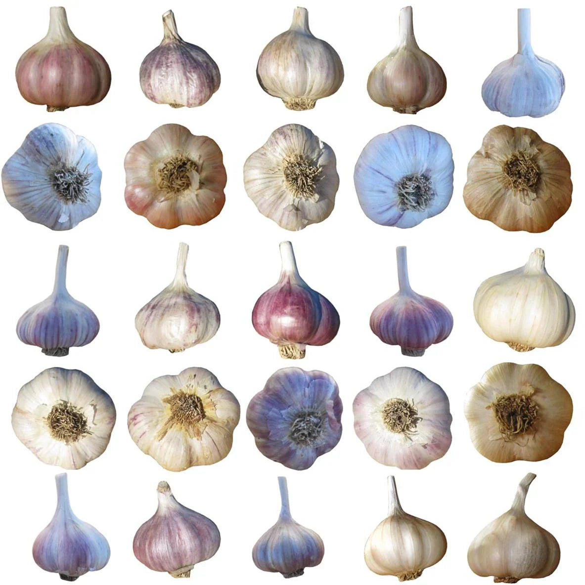 All Garlic Seed Varieties