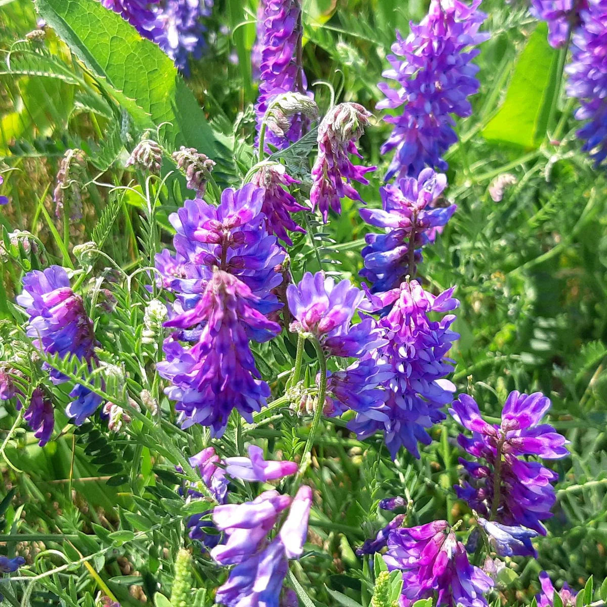 Legumes