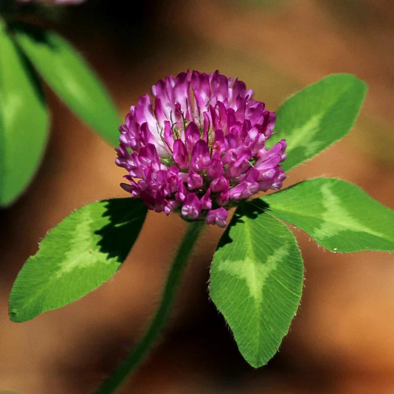 Clovers