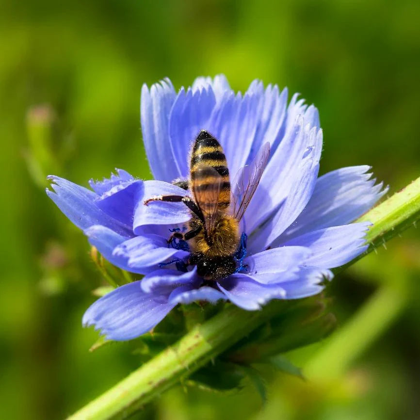 Pollinator Friendly