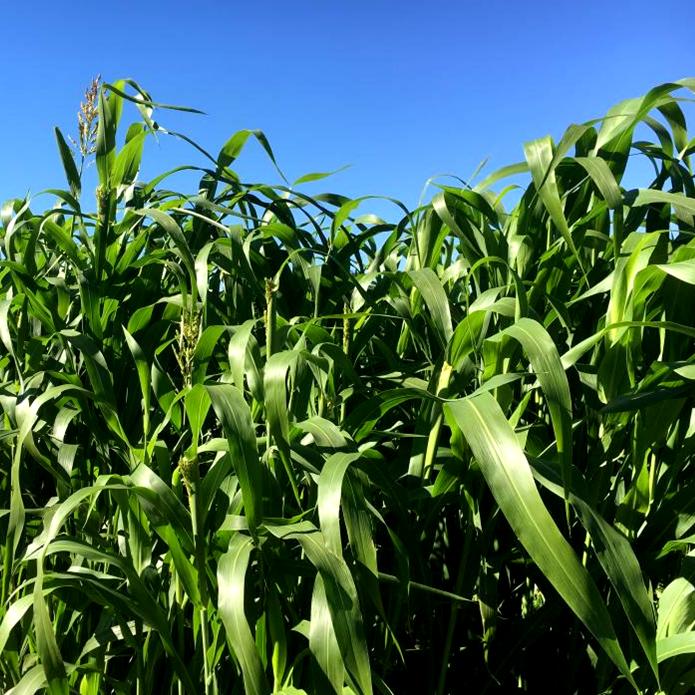Grass Cover Crop