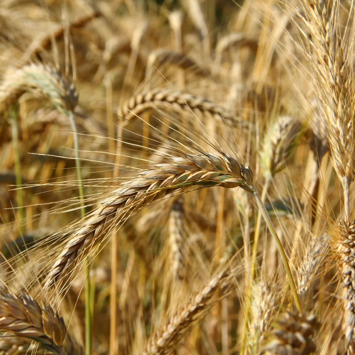 Grains
