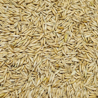 Oat Seed