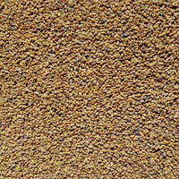 Alfalfa Seed