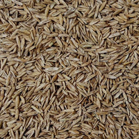 Annual Ryegrass Seed
