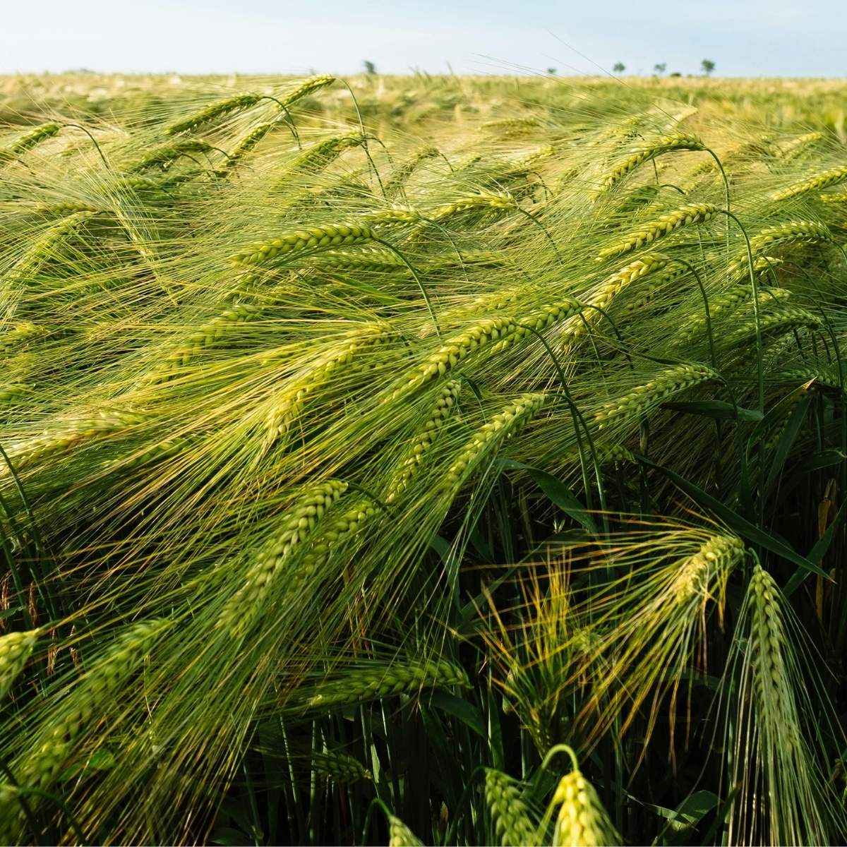 Barley