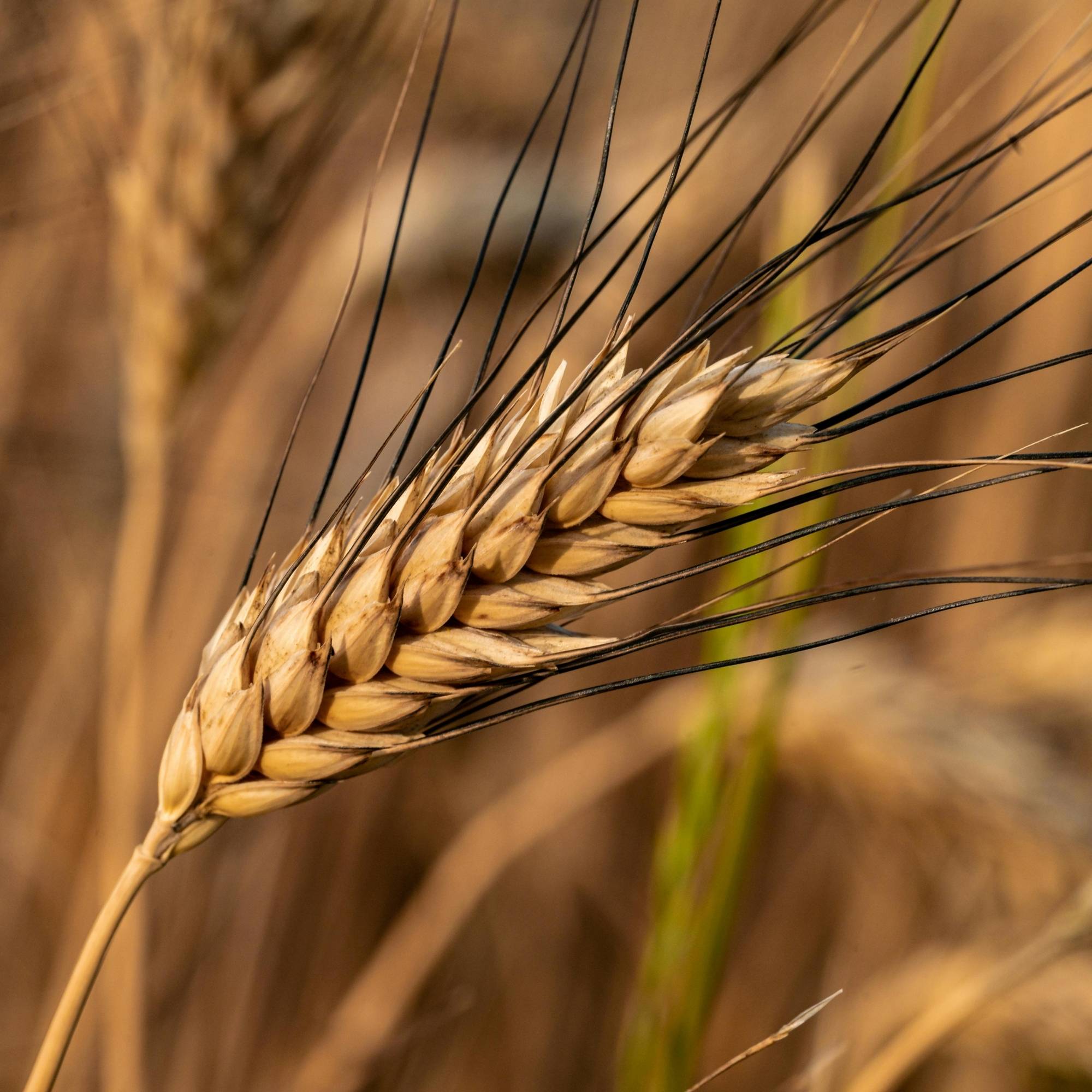 Barley