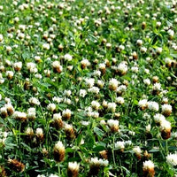 Berseem Egyptian Clover