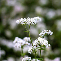 Garden Cover Crop Seed