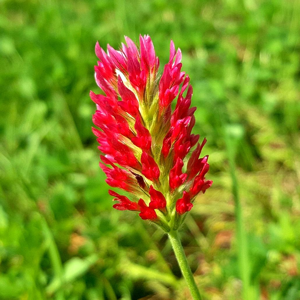 Close up of crimson clover flower