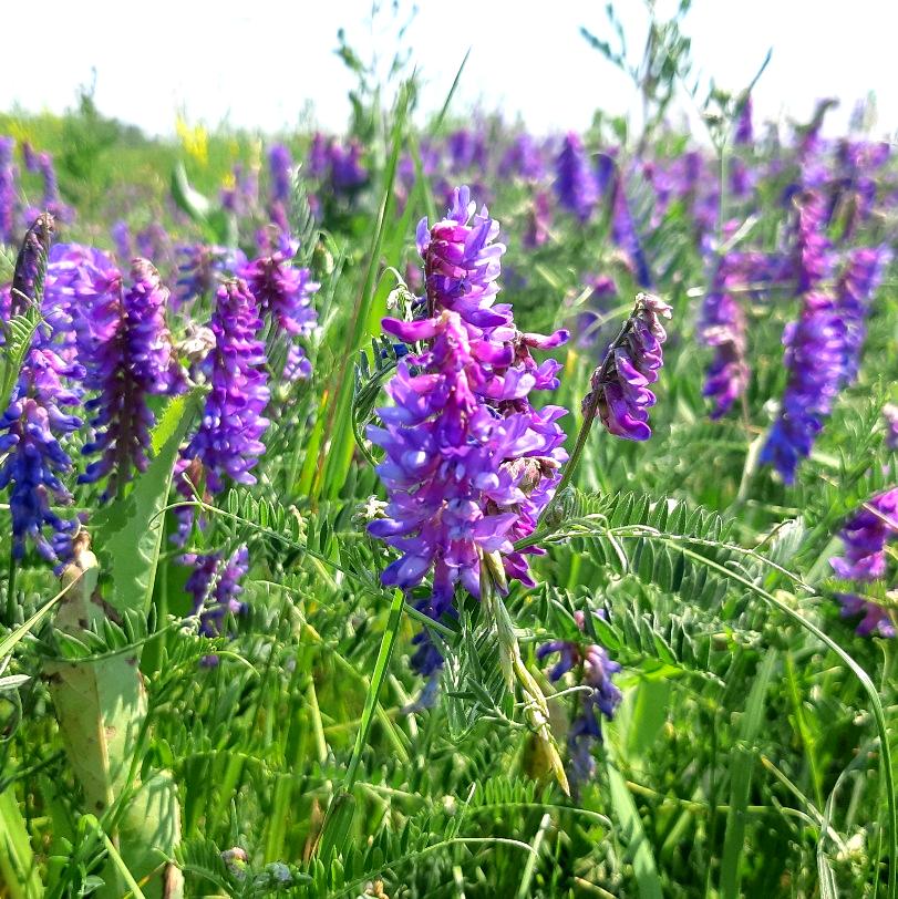 Hairy Vetch Cover Crop Seed