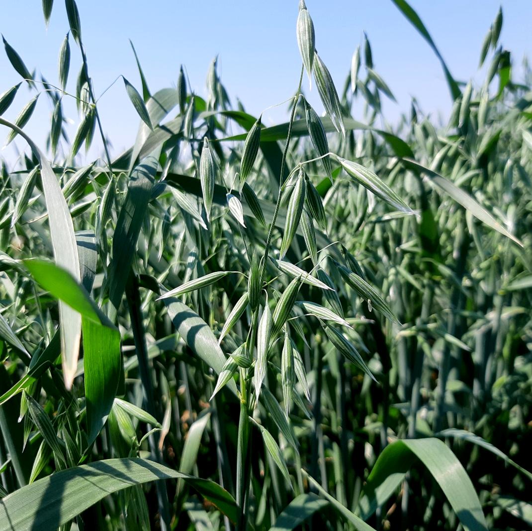 Oat Cover Crop Seed