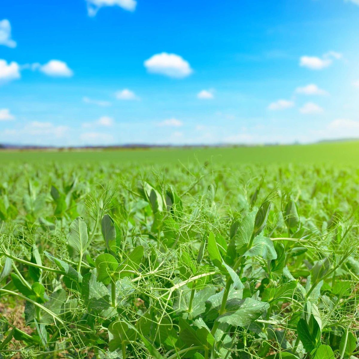 Pea field