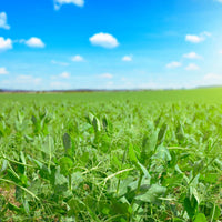 Pea field