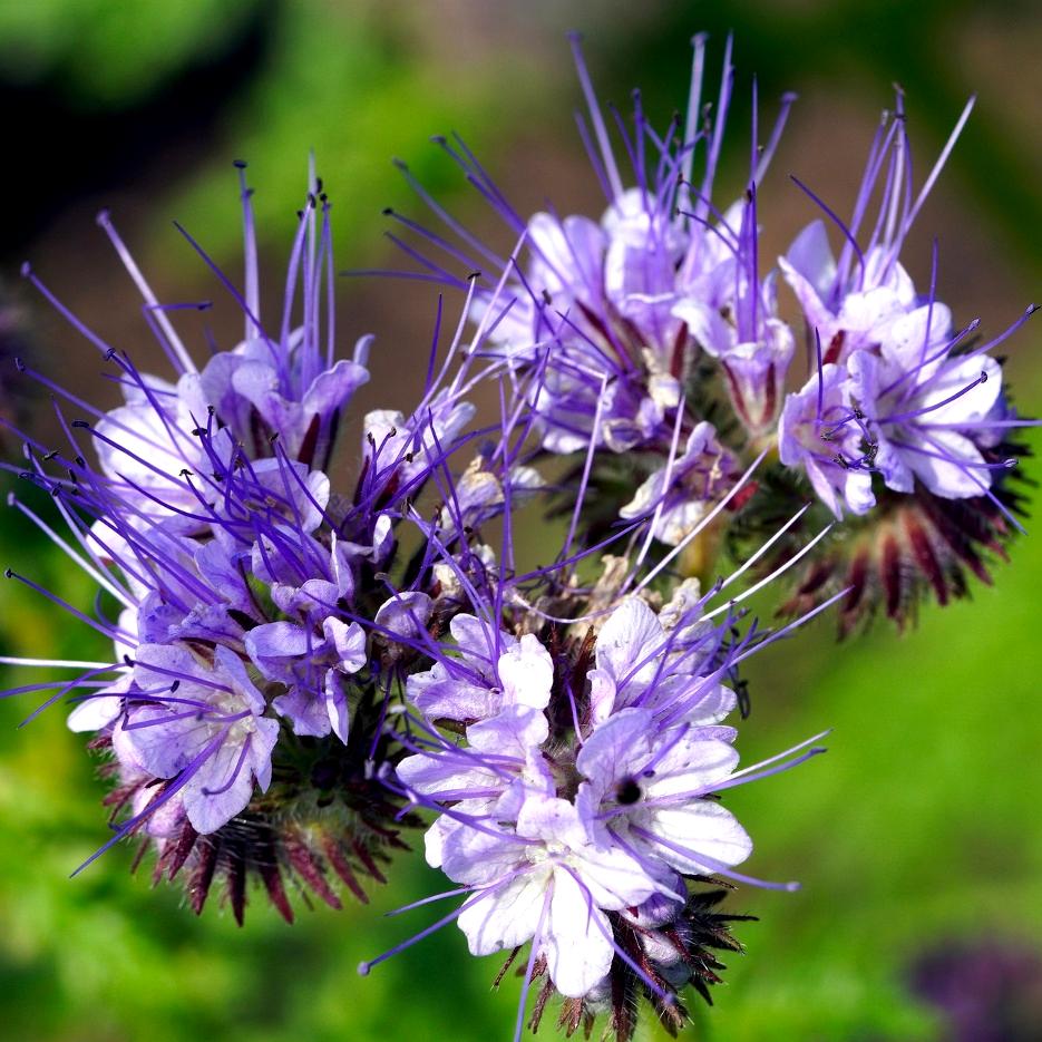 Pollinator Cover Crop Seed