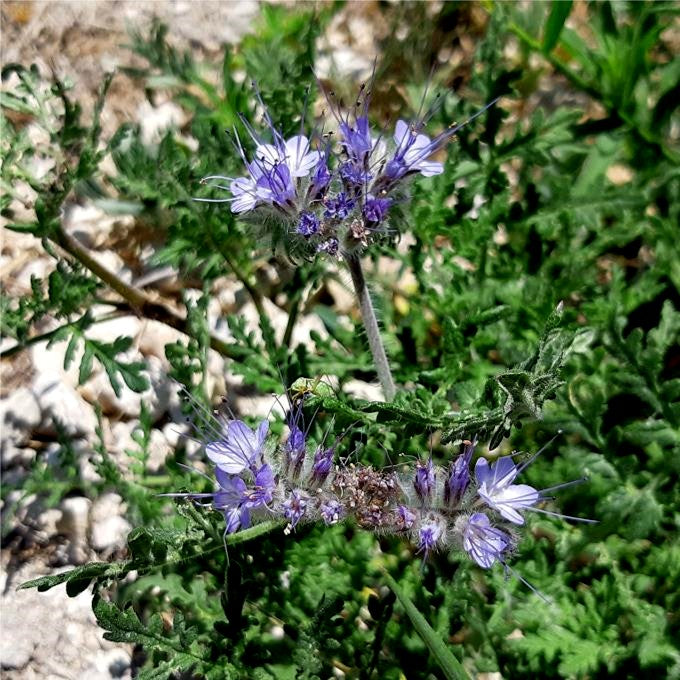 Phacelia Seed