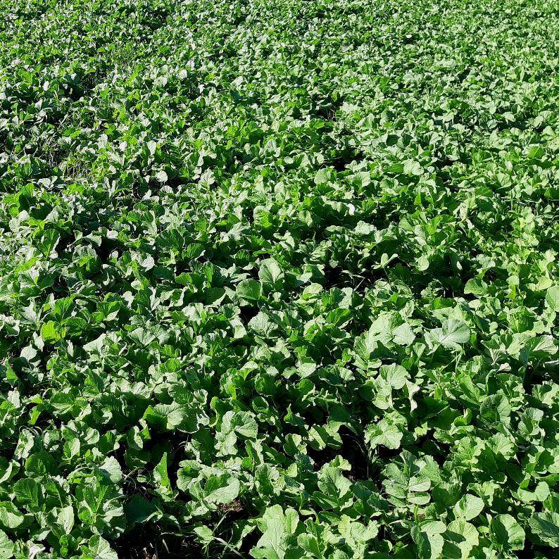 Tillage Radish Cover Crop Seed