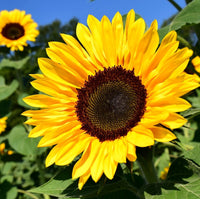 Sunflower Cover Crop Seed