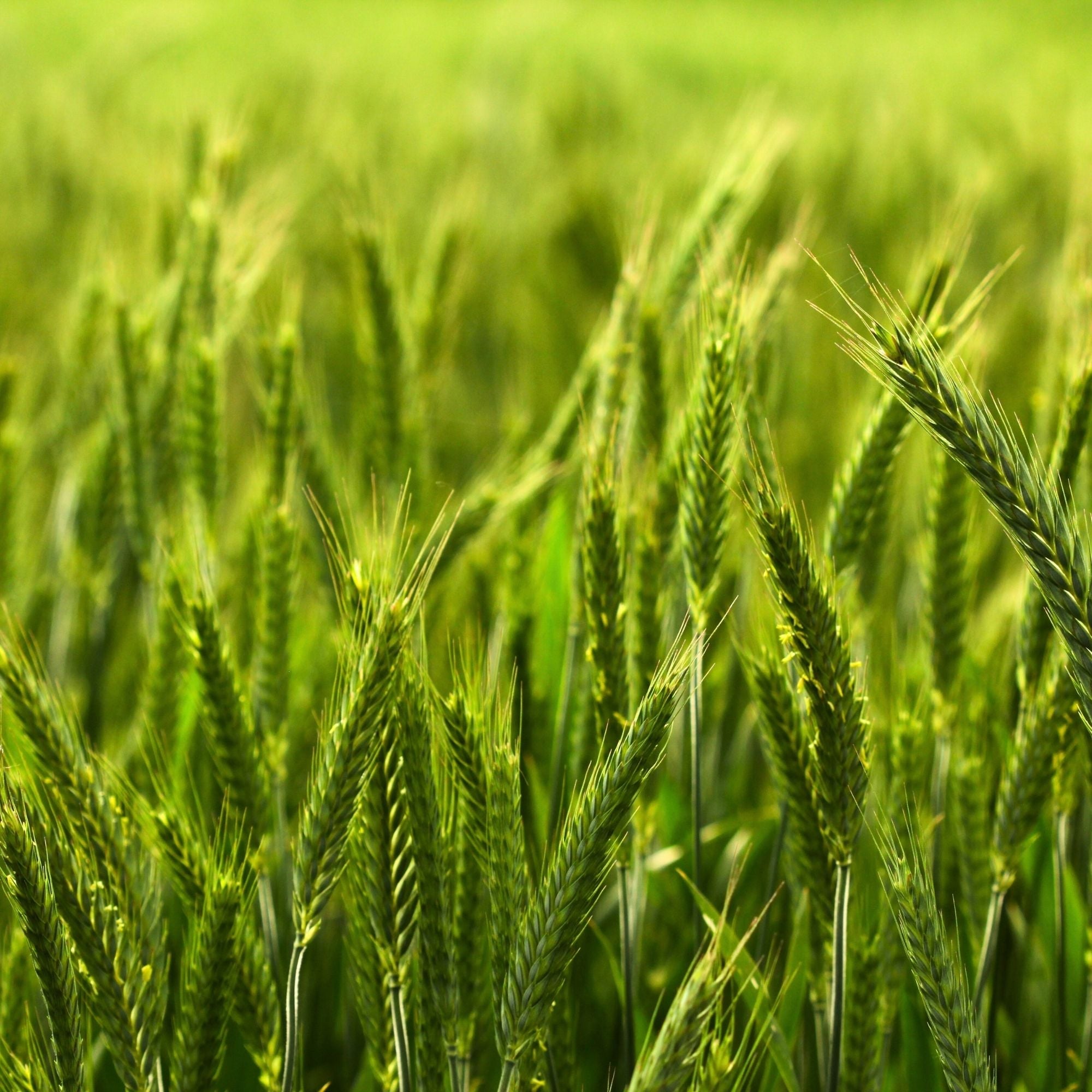 Spring Triticale