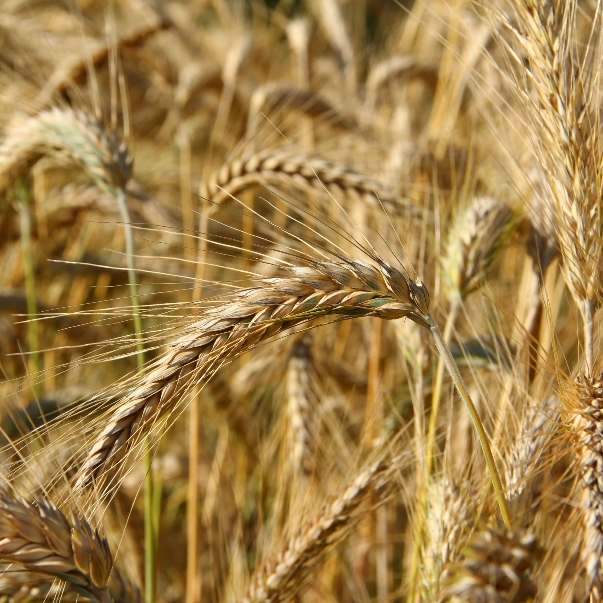 Spring Triticale