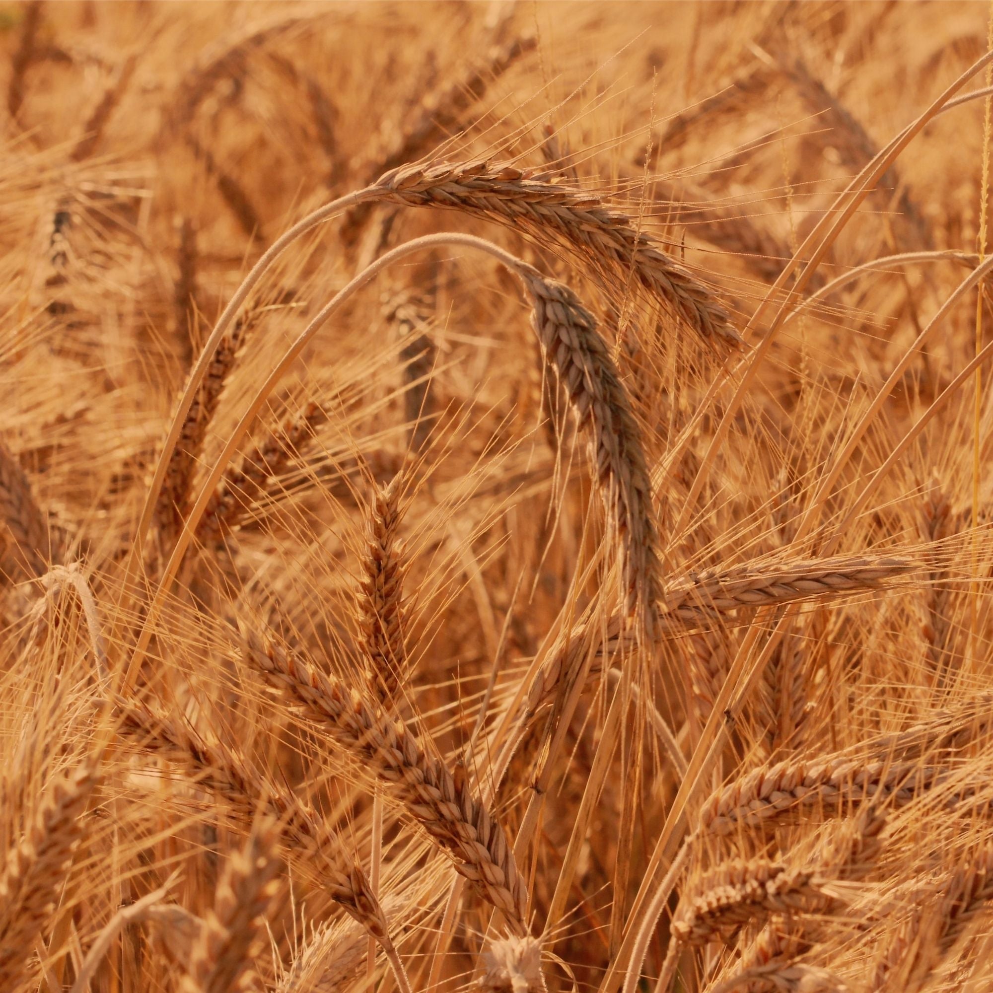 Winter Triticale