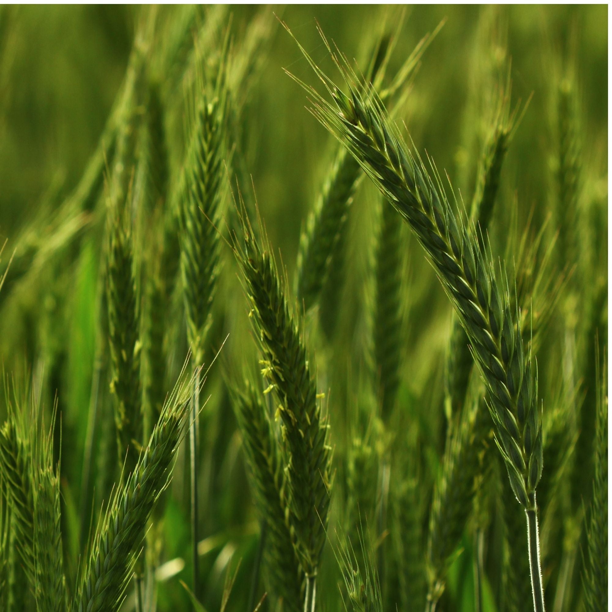 Winter Triticale