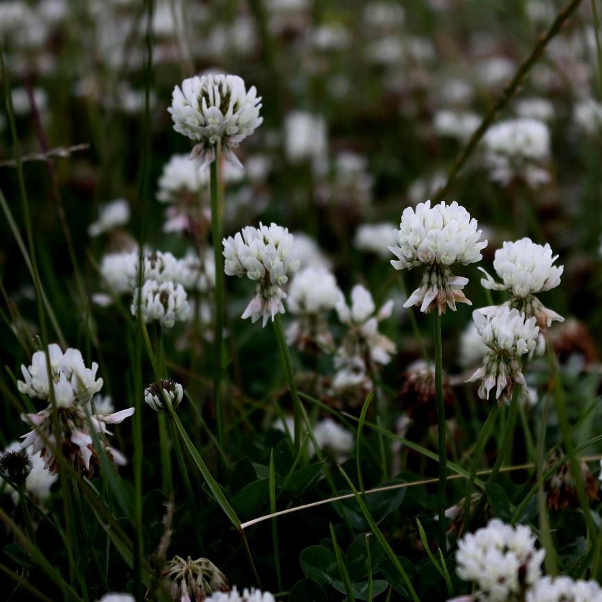 White Clover