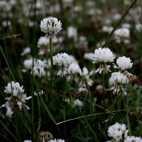 White Clover