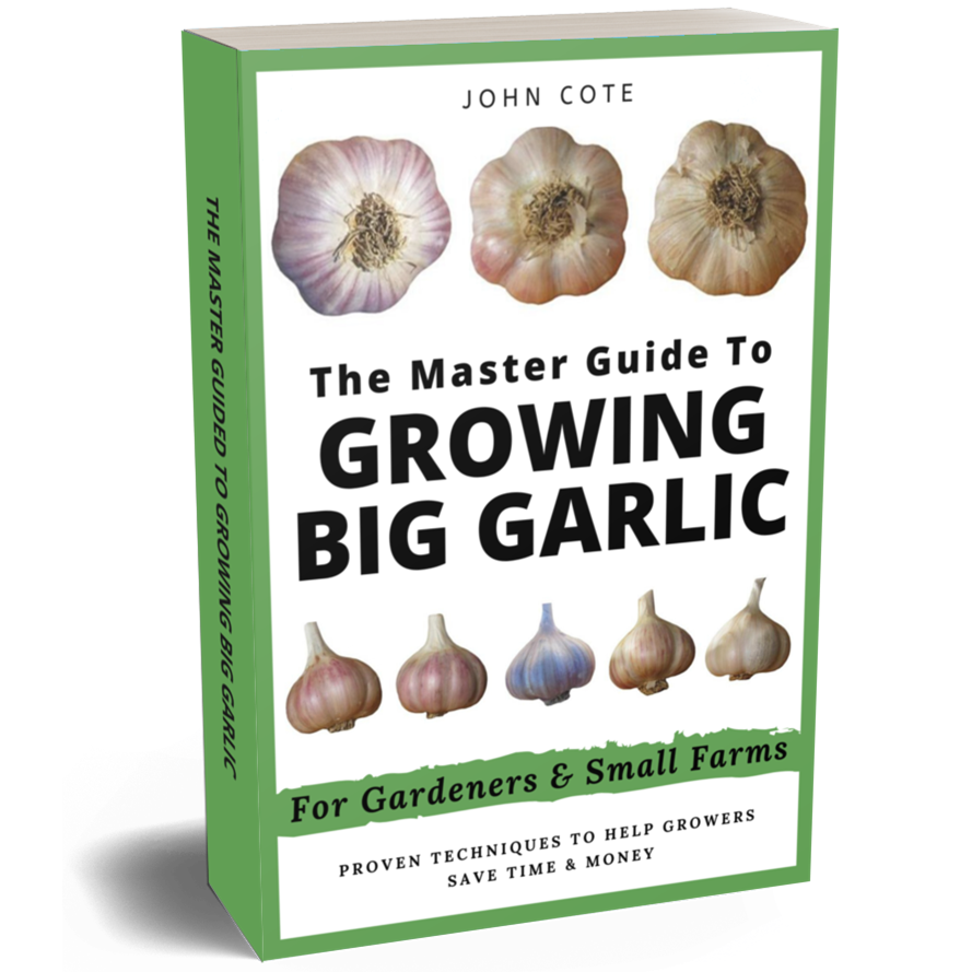 Growing Big Garlic