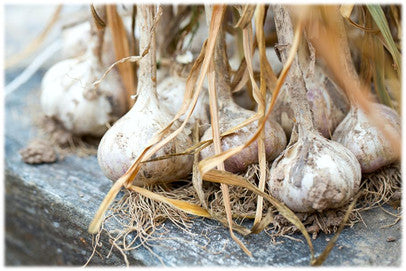 How To Choose Garlic Seed