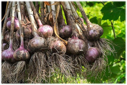 How To Harvest Garlic